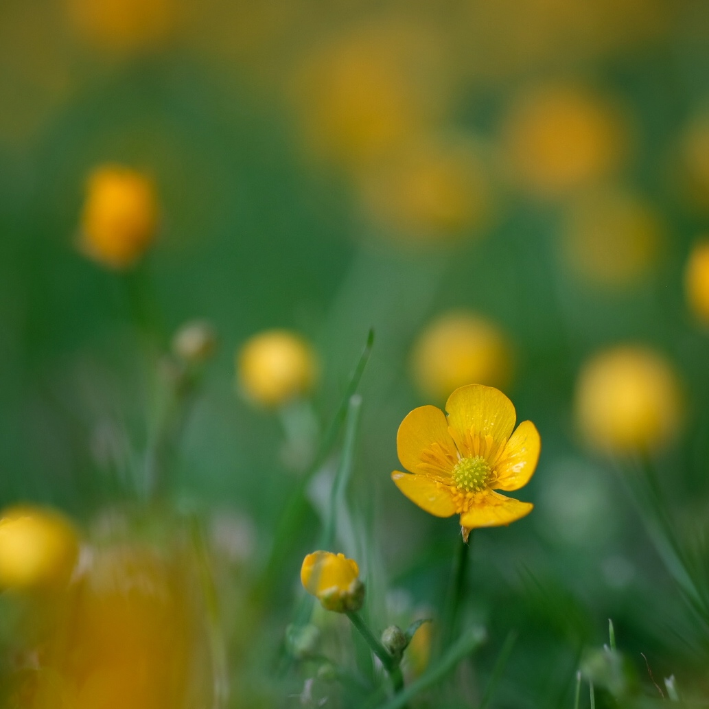 144 365 Butterblume Fotojorg